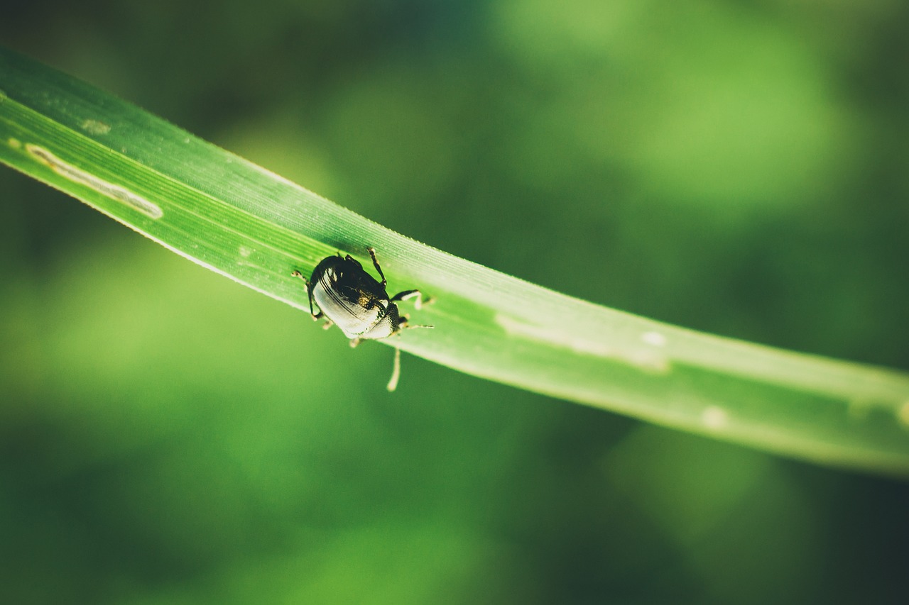 Image - beetle blade of grass blur bright