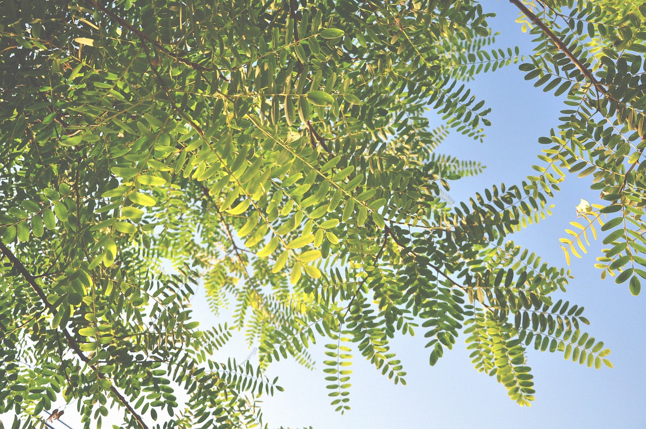 Image - autumn leaves blue sky evergreen