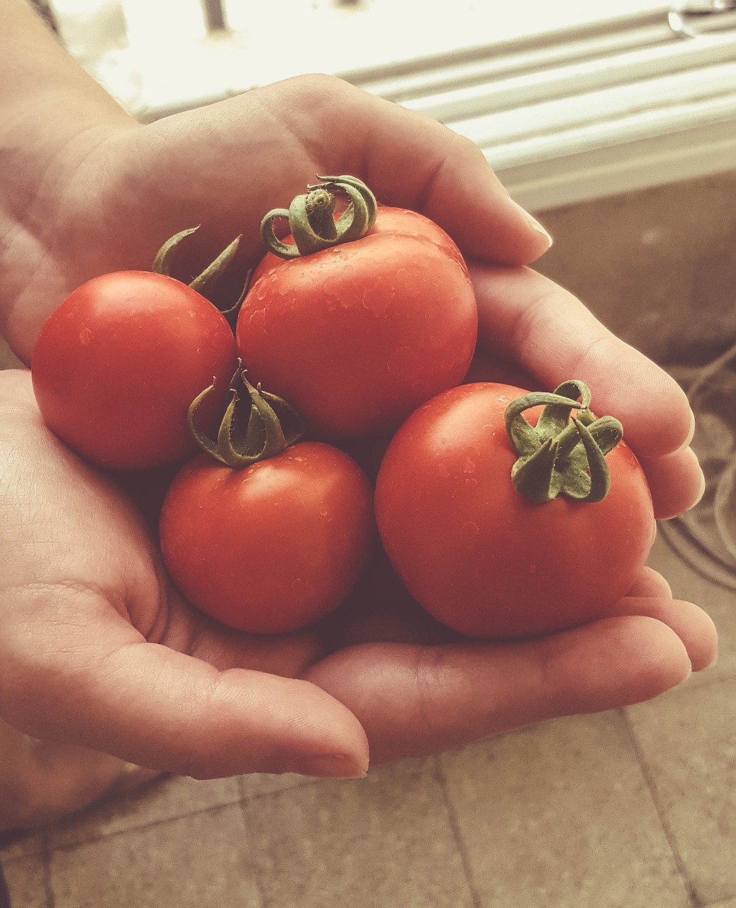 Image - garden hands red tomato