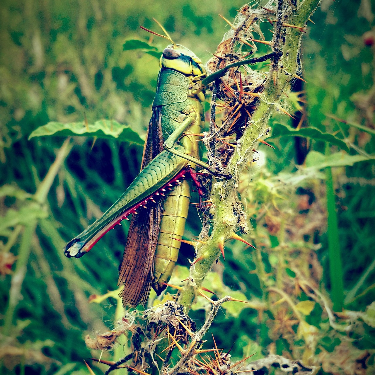 Image - animal color colour flora grass