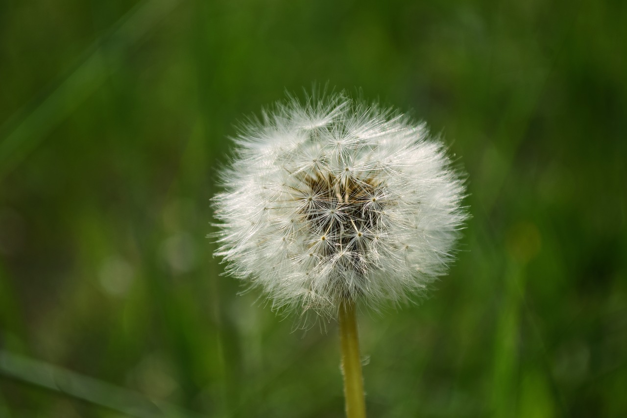Image - close up dandelion delicate downy