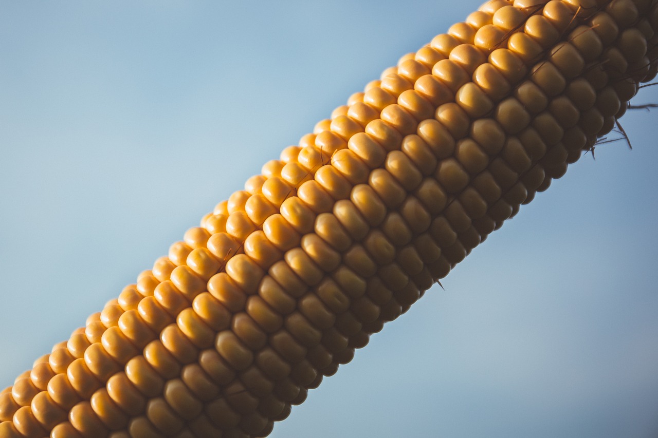 Image - close up cob color corn corn cob