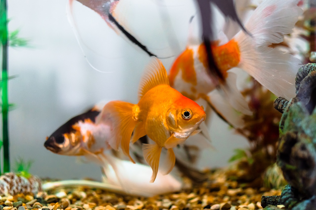 Image - aquariums color dancer fish dancers