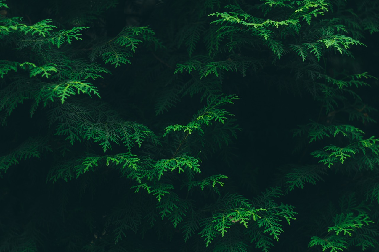 Image - color conifer environment flora