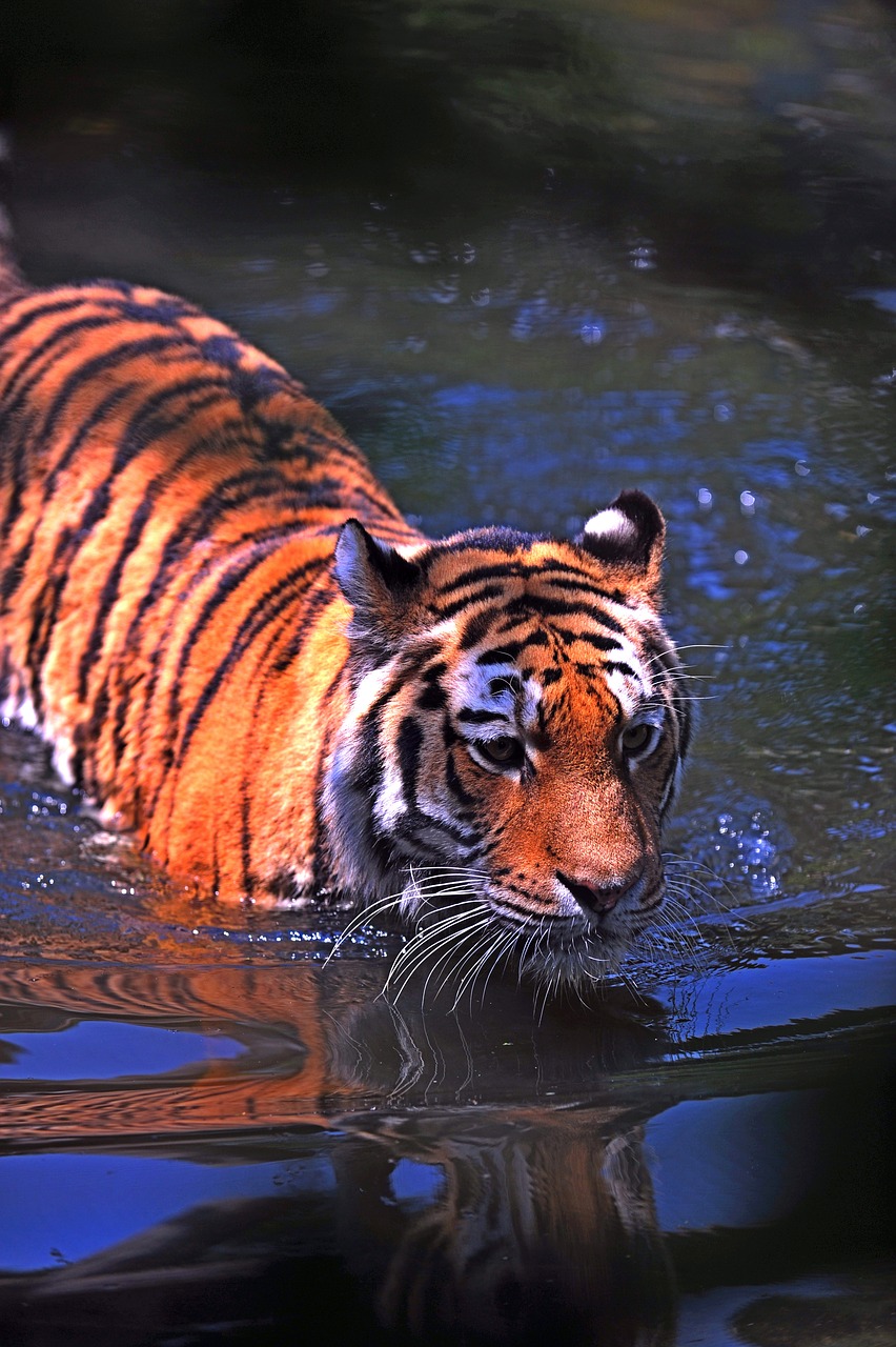 Image - animal big cat close up hunter