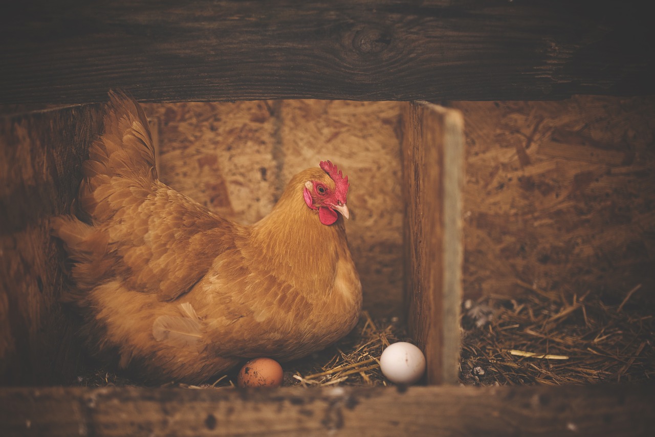 Image - animal barn bird chicken eggs