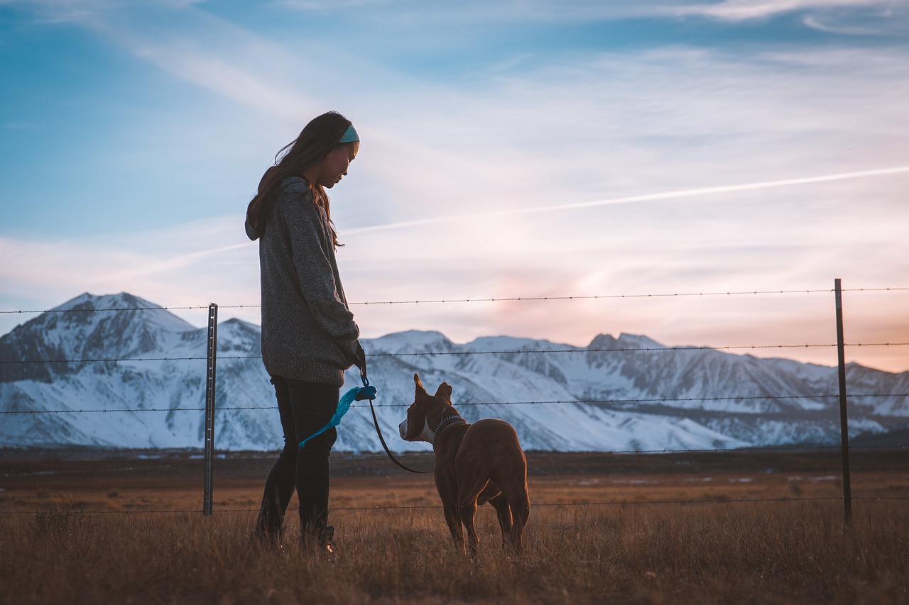 Image - dog fence field girl grass