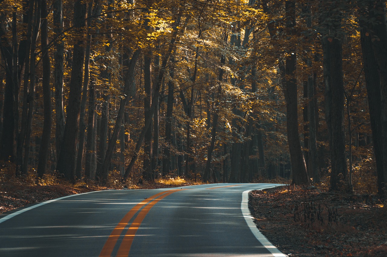Image - asphalt conifer dark dawn fall