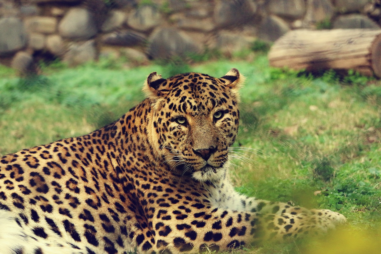 Image - animal big cat leopard safari