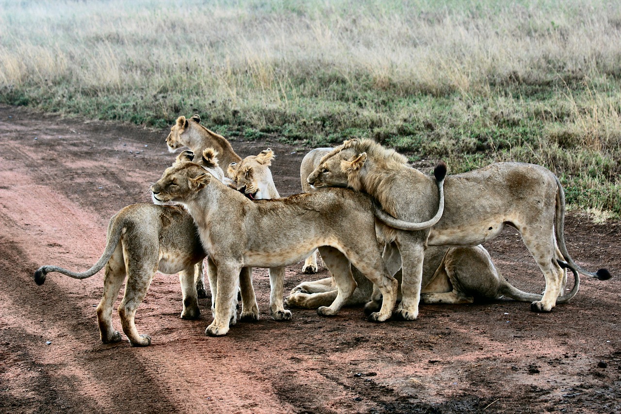 Image - animal carnivore feline grass
