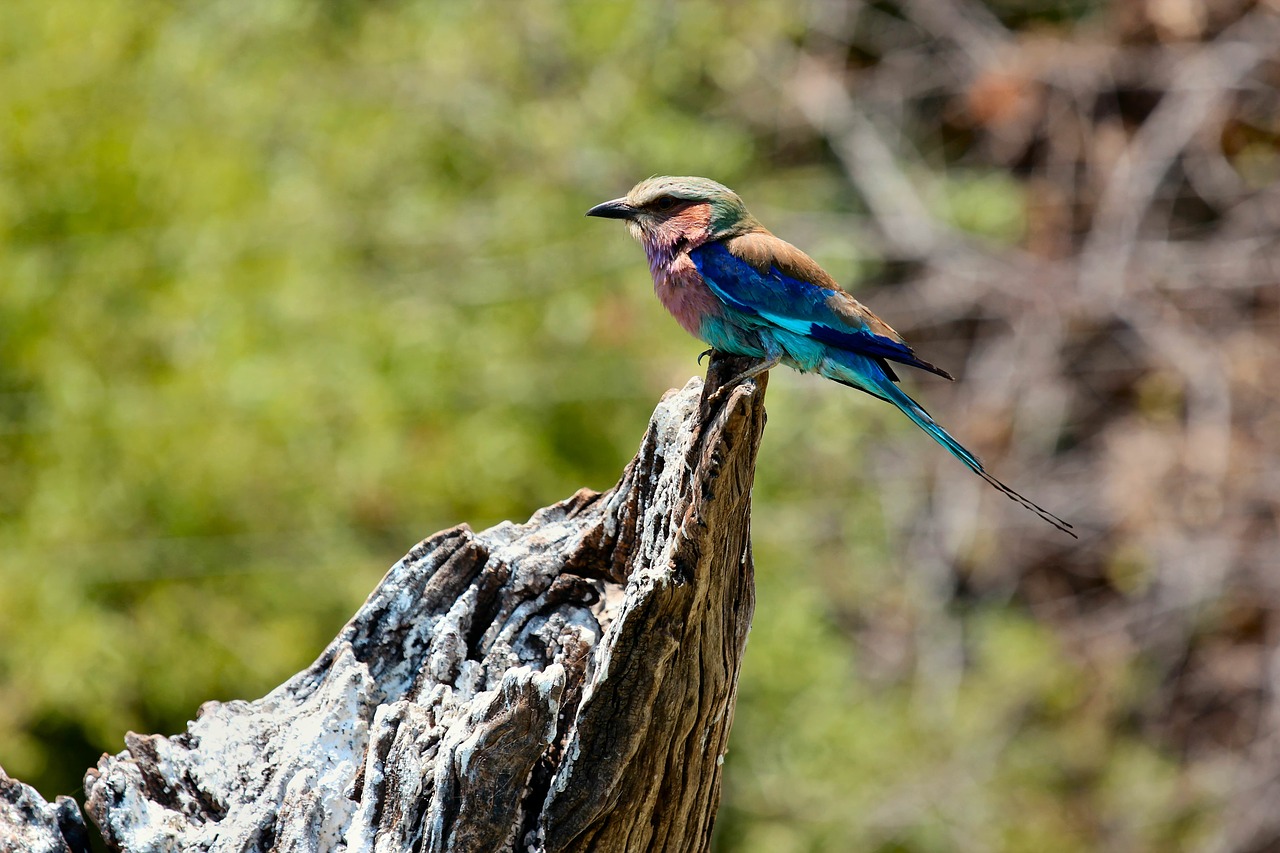 Image - animal avian beak beautiful bird