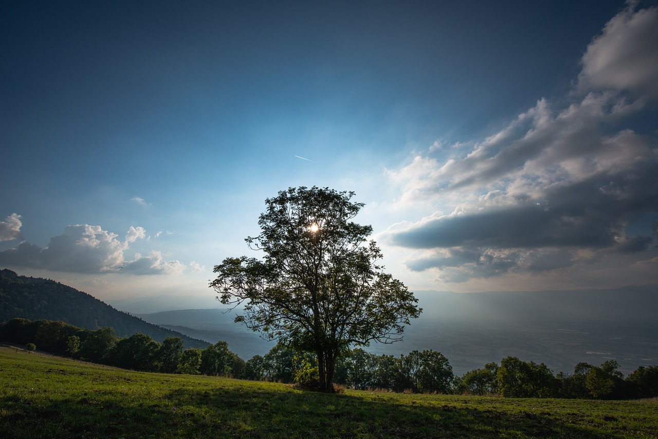 Image - clouds dawn dusk foggy forest
