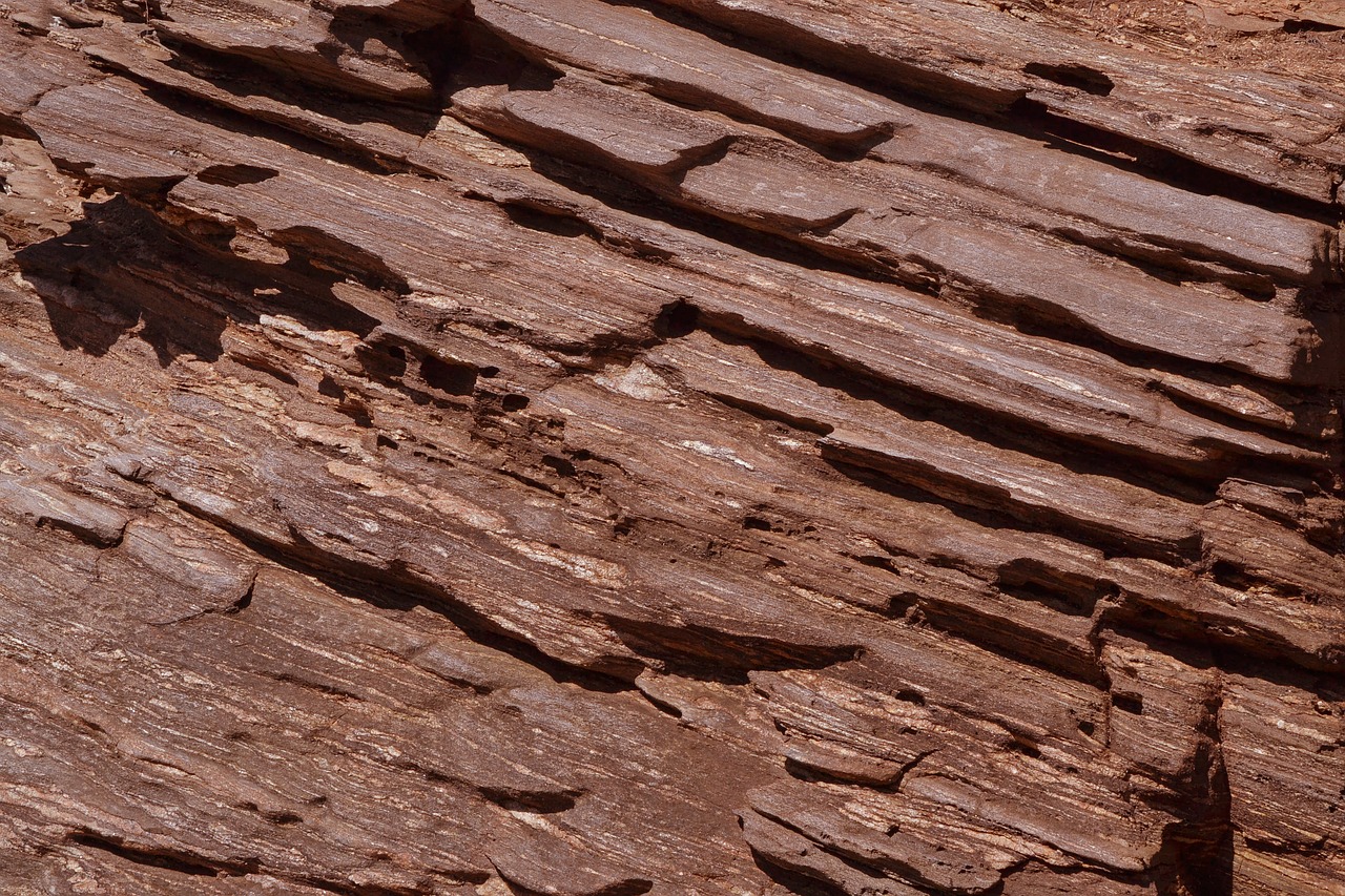 Image - abstract background bark design
