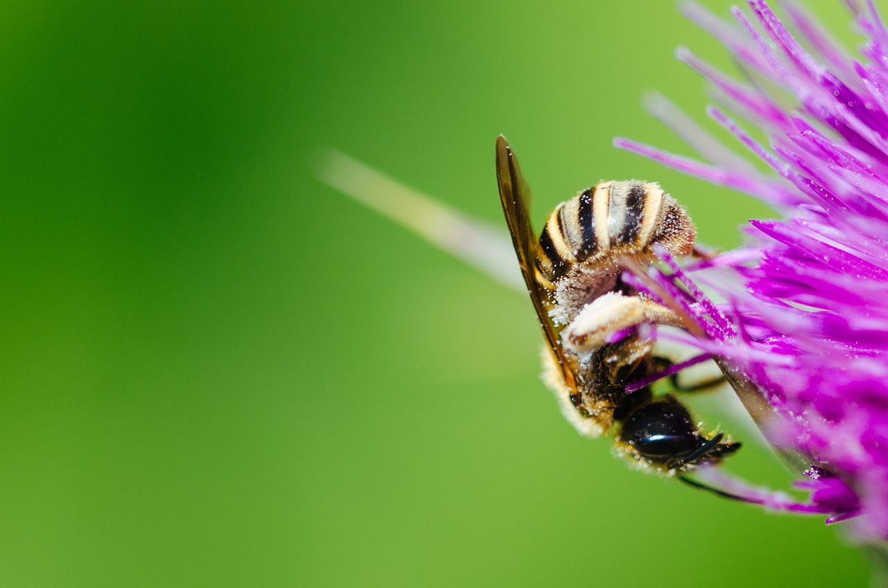 Image - animal bee bumblebee close up