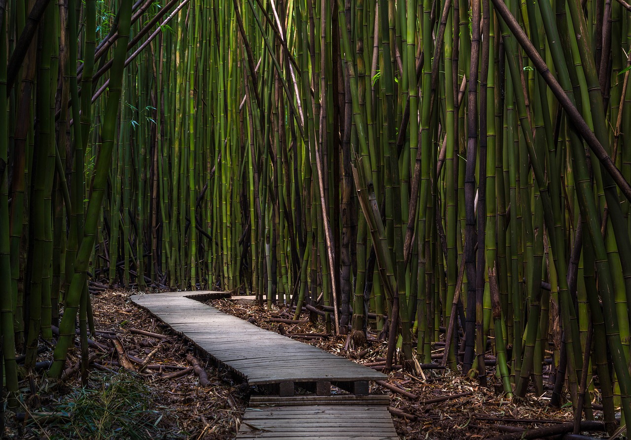 Image - bamboo trees dock environment