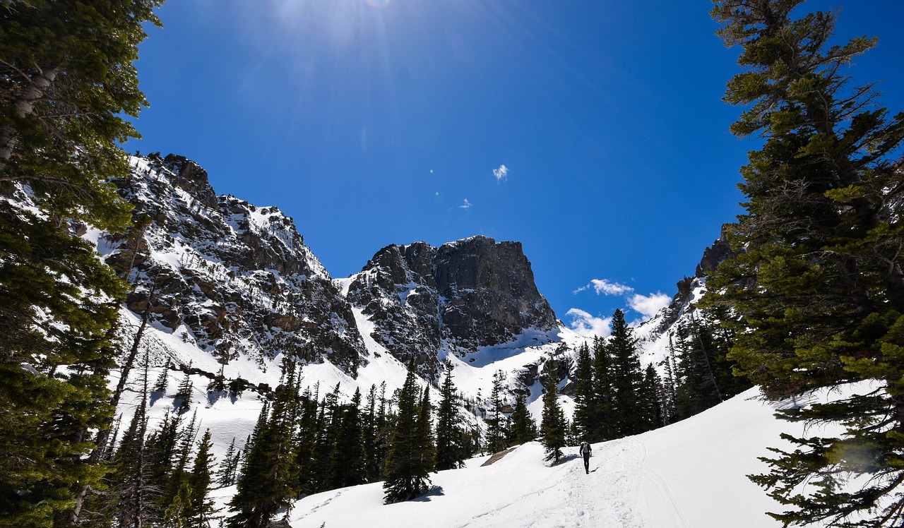 Image - alpine cold conifer daylight