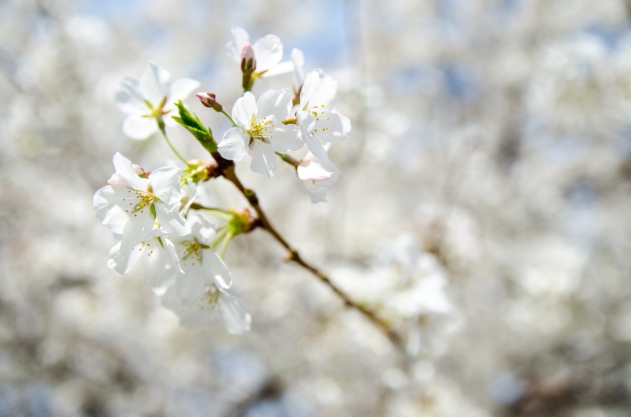 Image - beautiful bloom blooming blossom