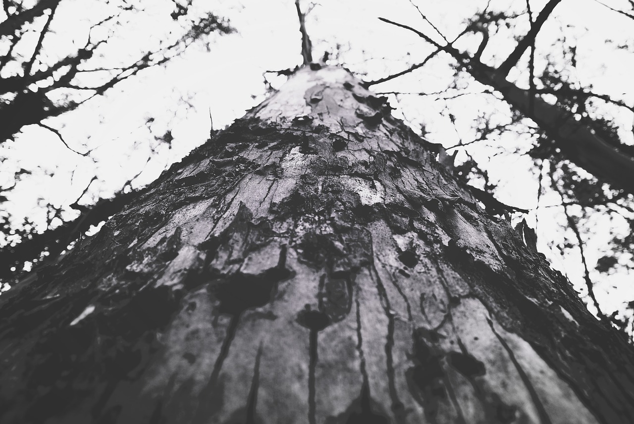 Image - bark branch low angle shot nature
