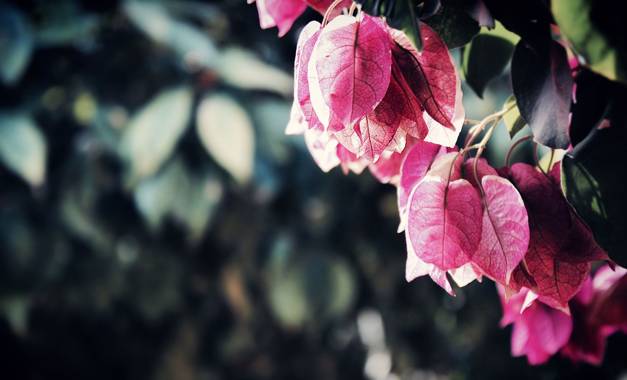 Image - beautiful bougainvilleas branch