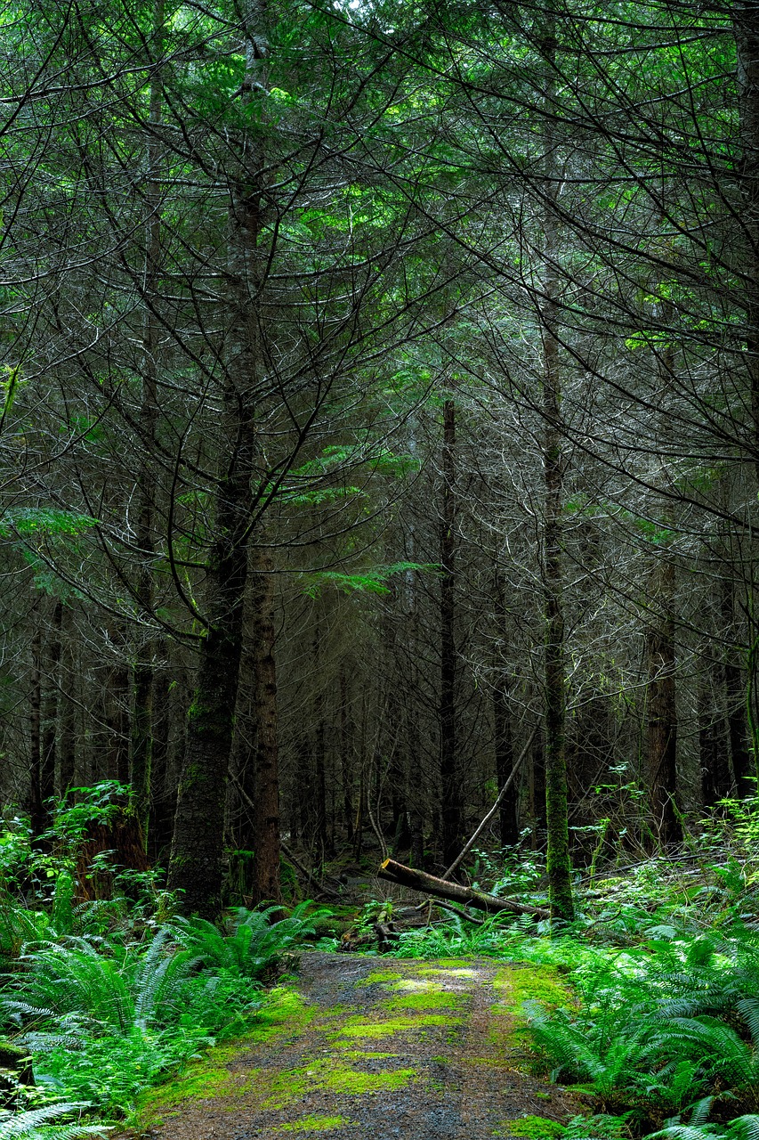 Image - environment forest ground idyllic