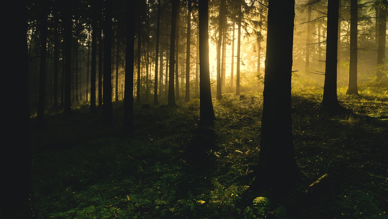 Image - backlit conifers dark eerie