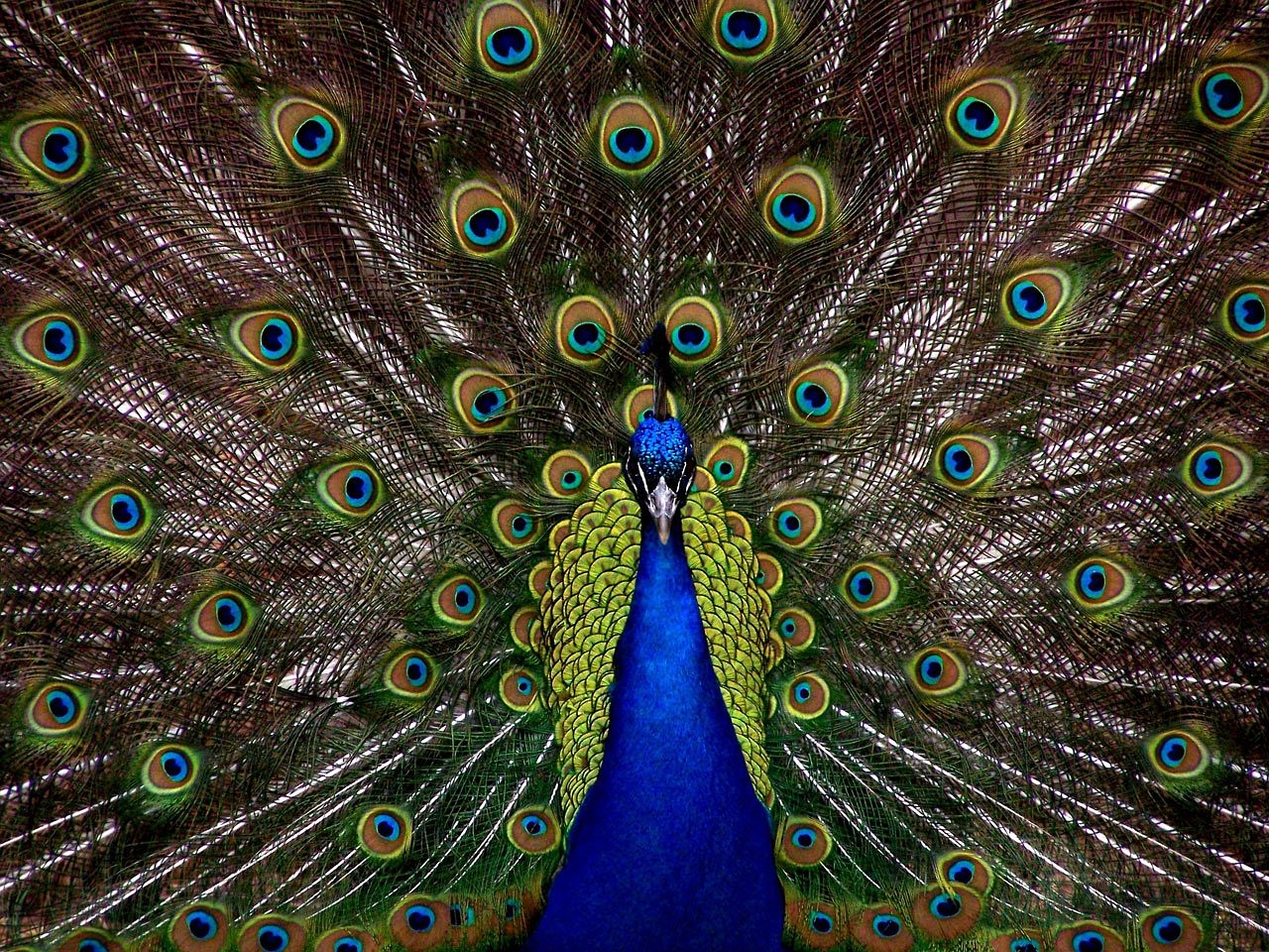 Image - peacock bird plumage display full