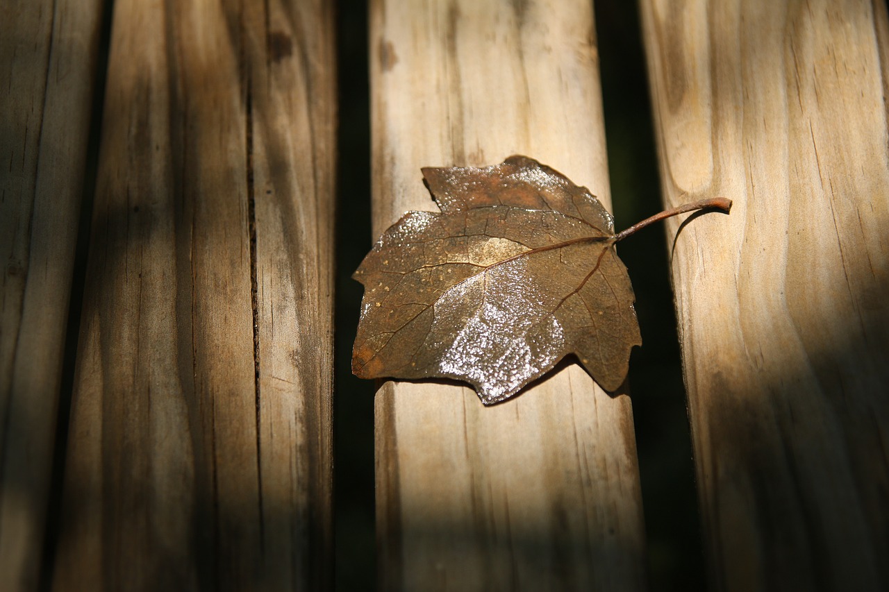 Image - autumn leaf close up dry leaf