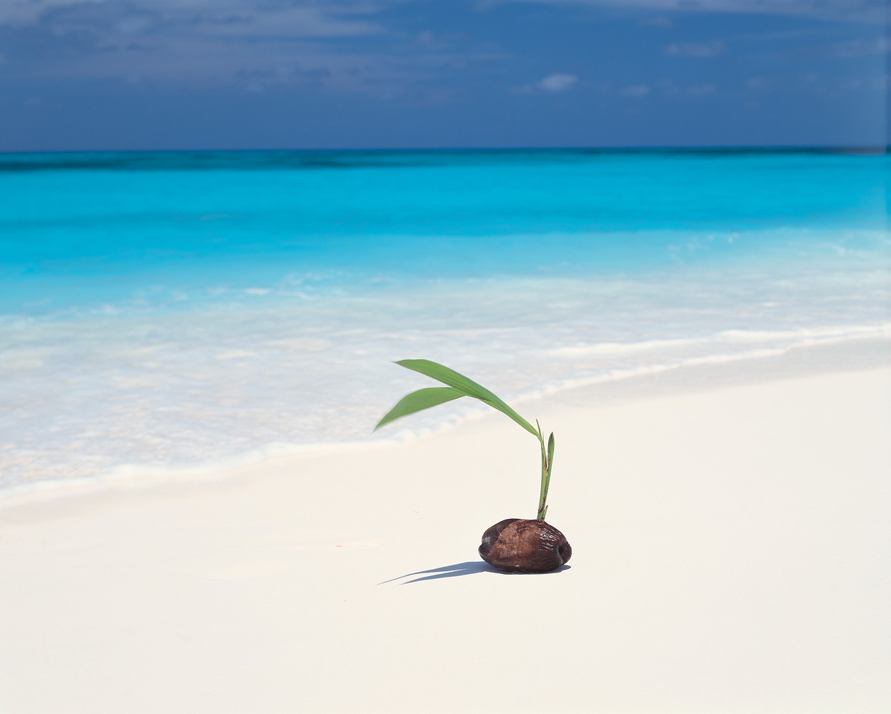 Image - beach ocean plant sand sea