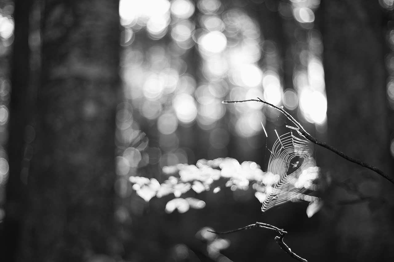 Image - blur bokeh dark focus insect