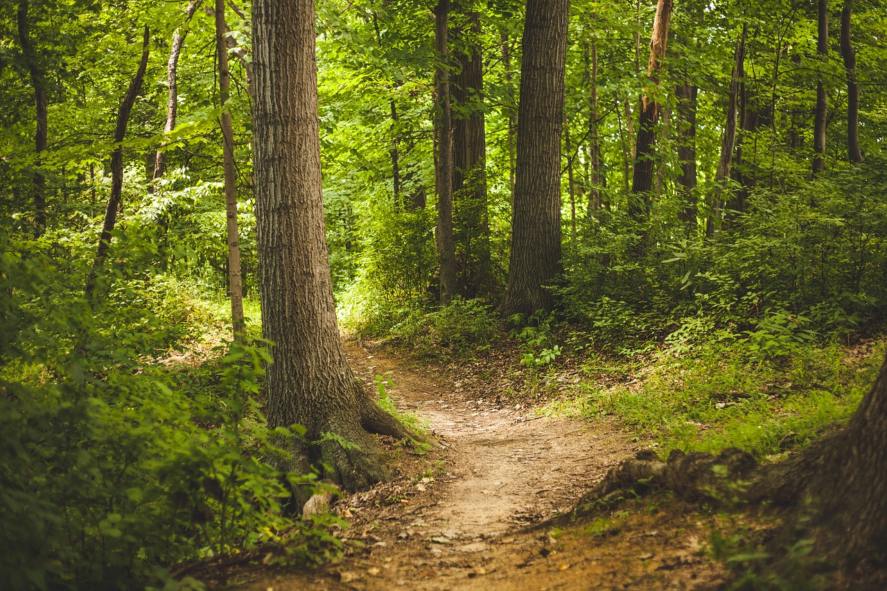 Image - forest nature outdoors path trees
