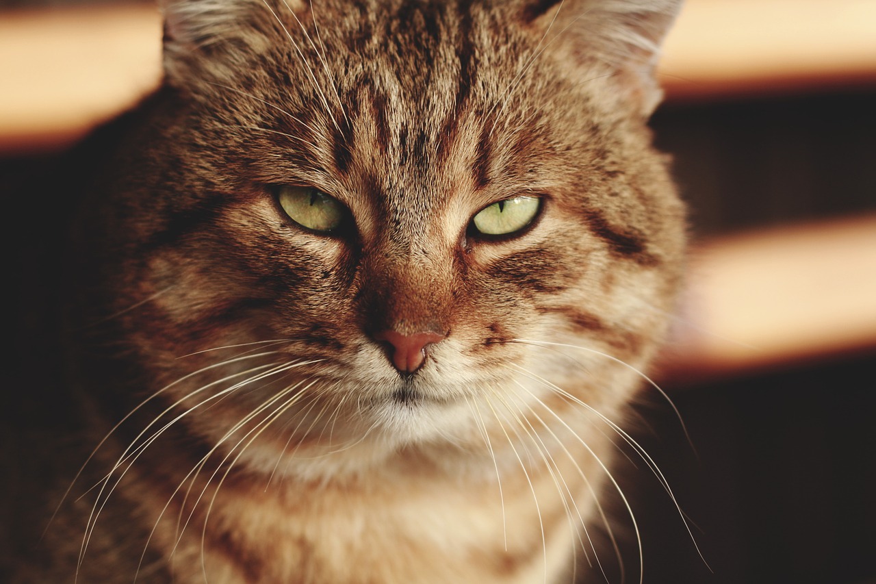 Image - adorable animal care cat close up