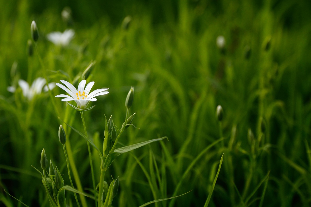 Image - bloom blossom bright buds