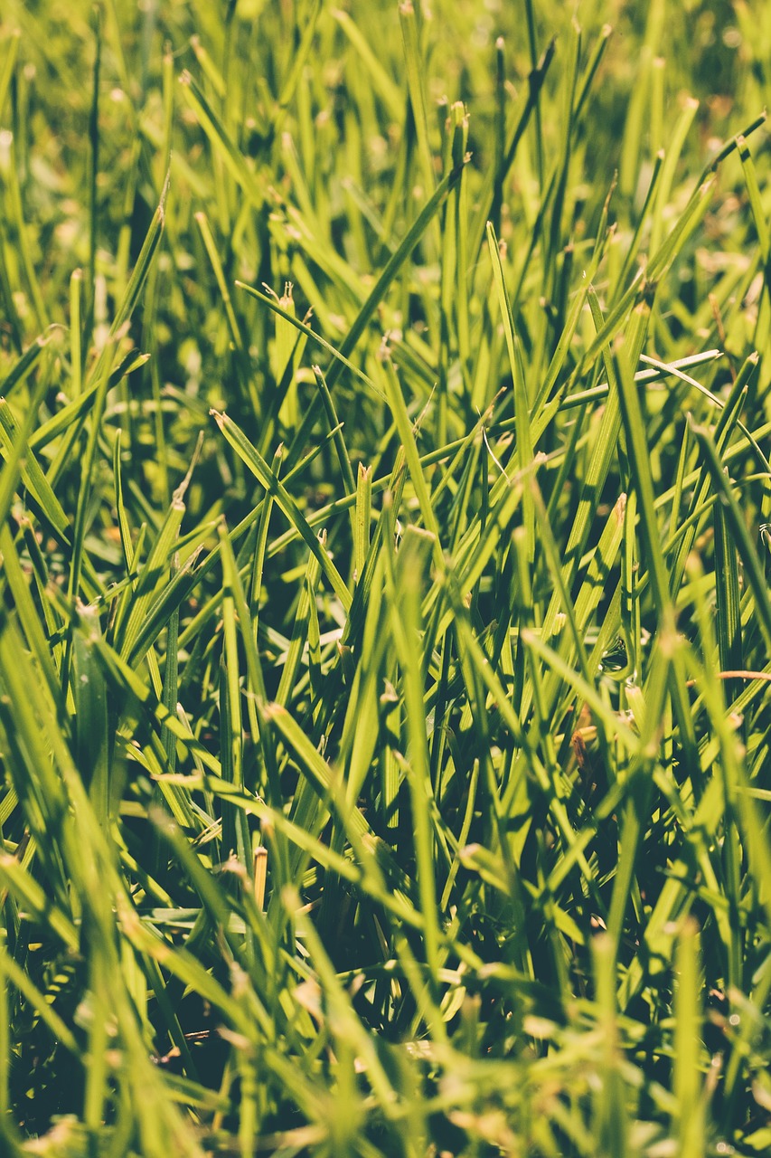Image - close up field grass lawn