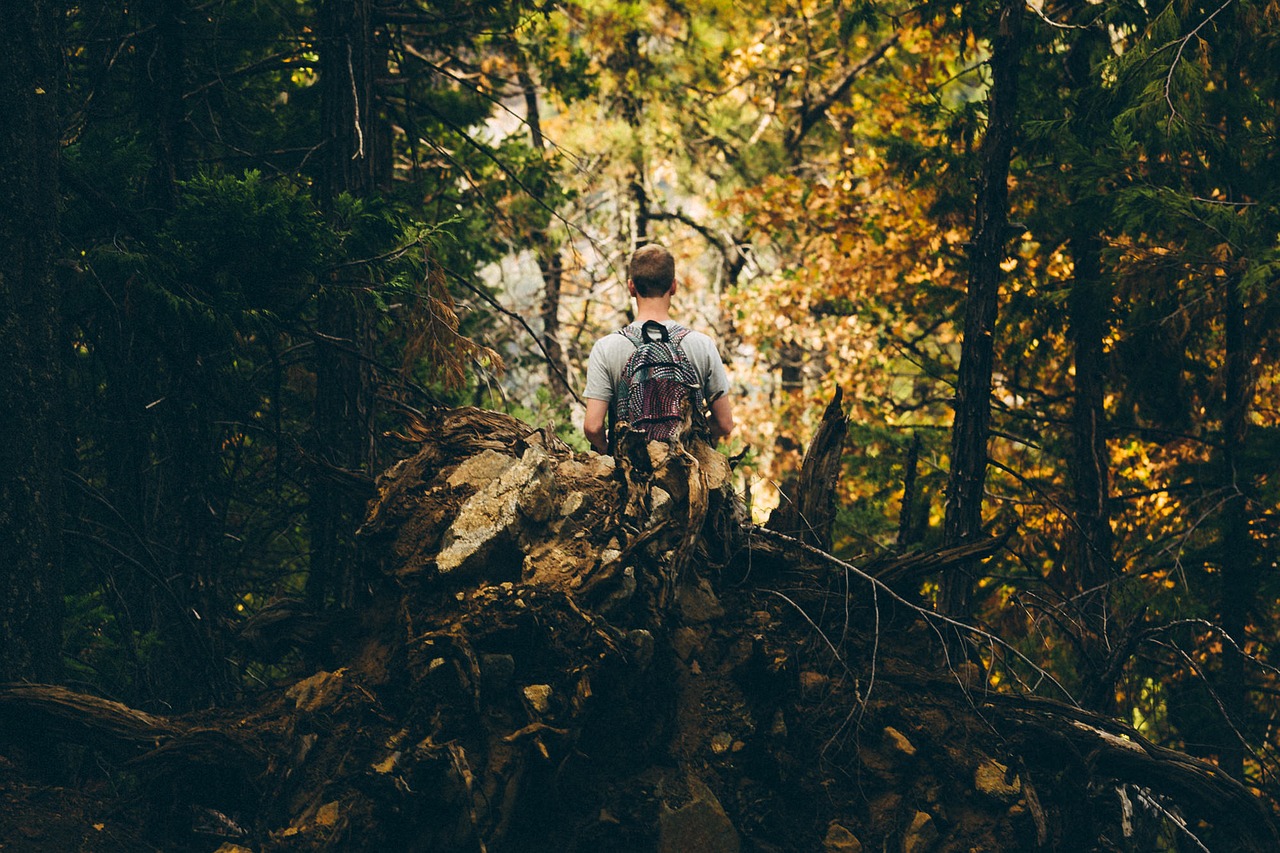 Image - adventure forest man outdoors