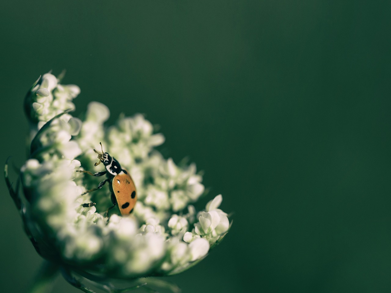 Image - animal beetle blur bright close up