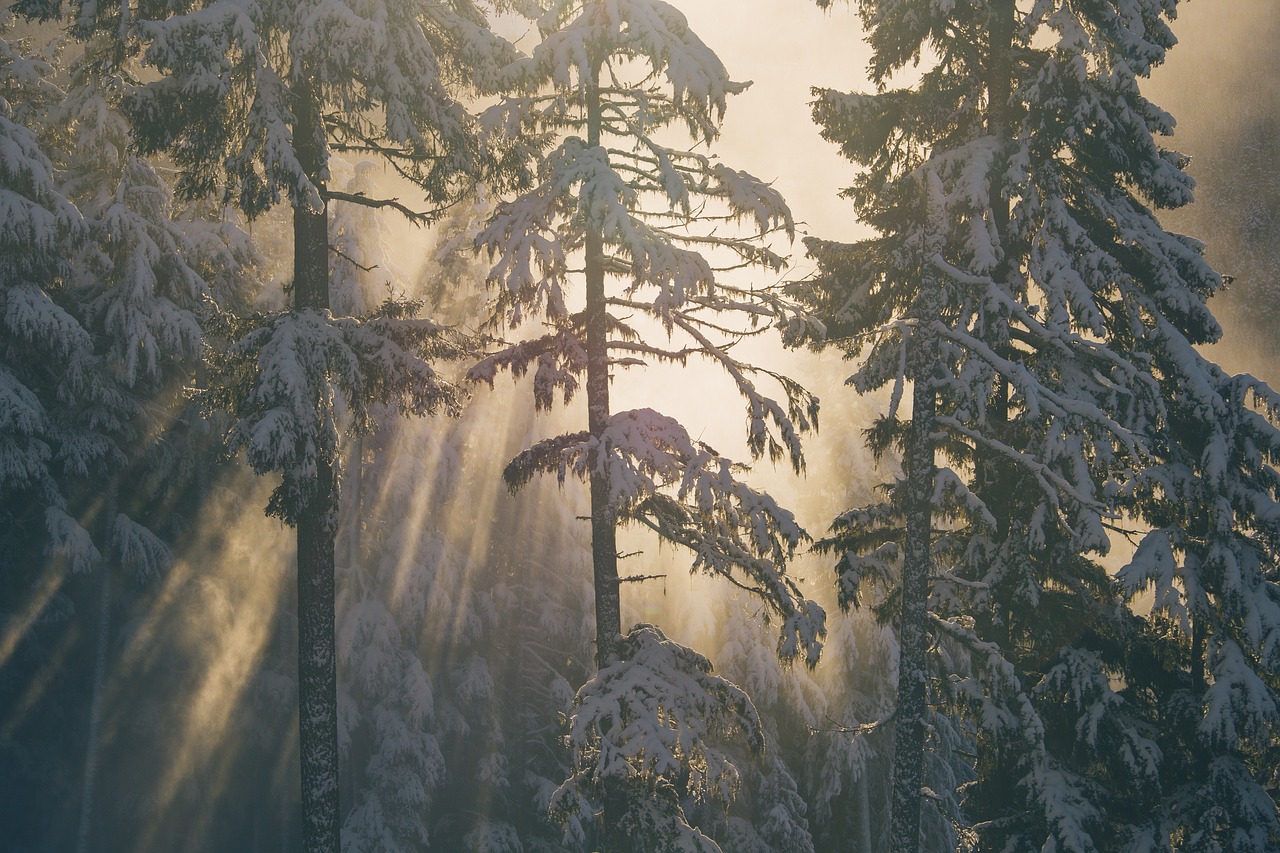 Image - cold fog nature outdoors snow