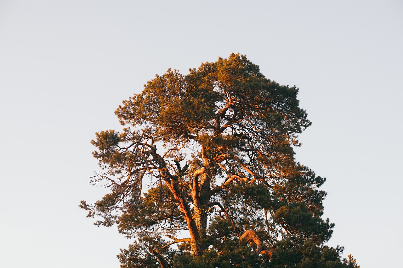 Image - branches hd wallpaper nature tree