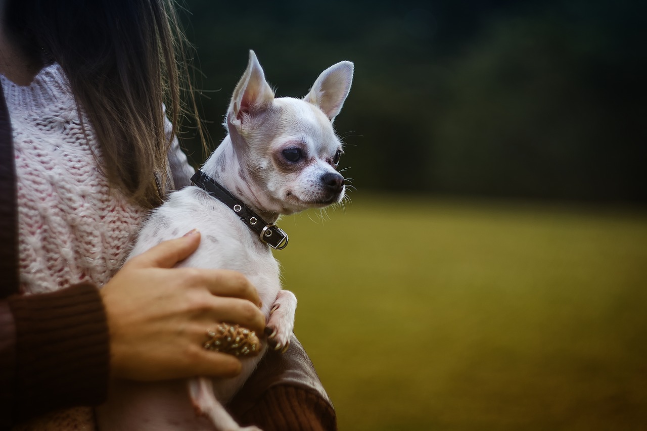 Image - animal canine chihuahua cute dog