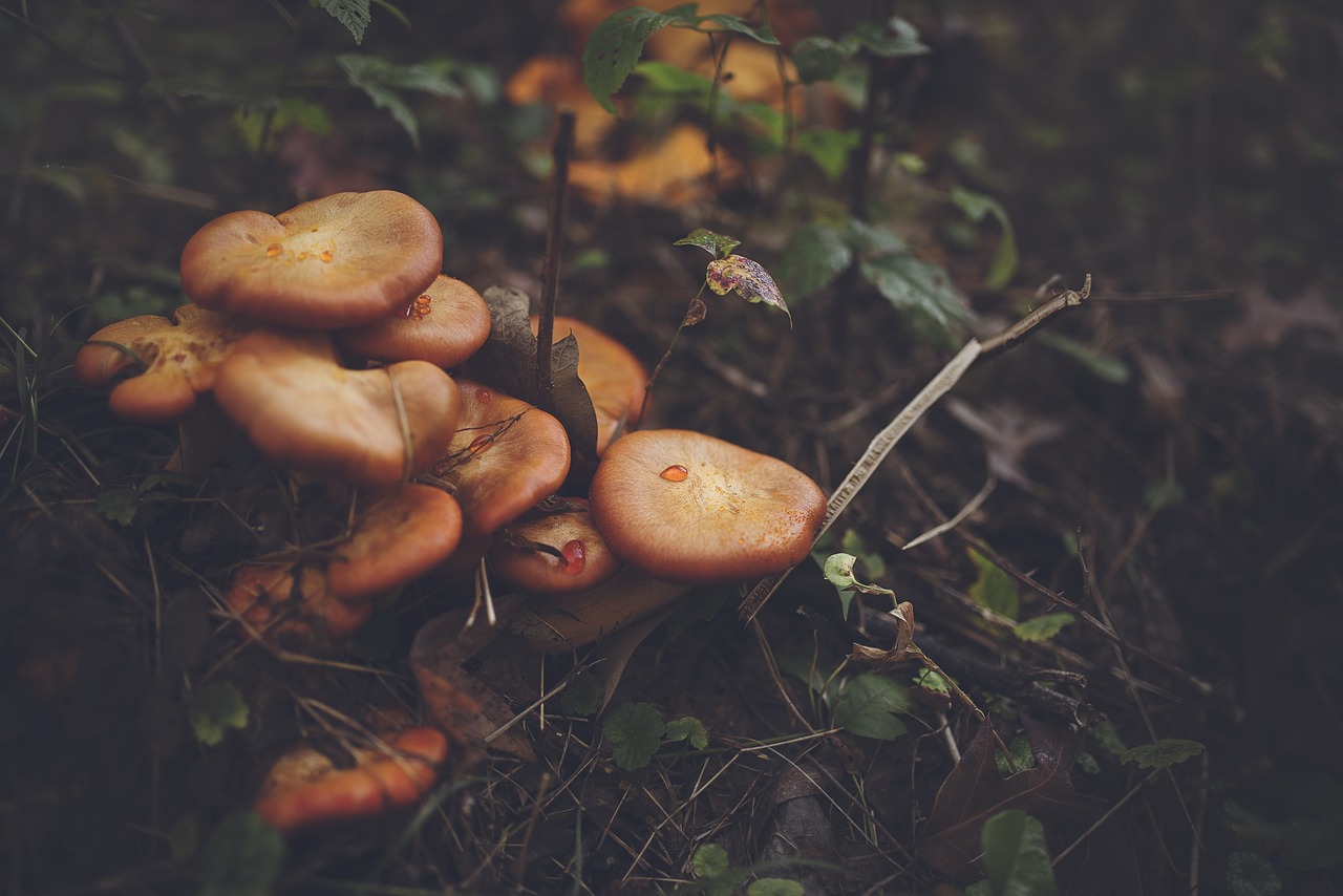Image - close up fungi mushrooms plants