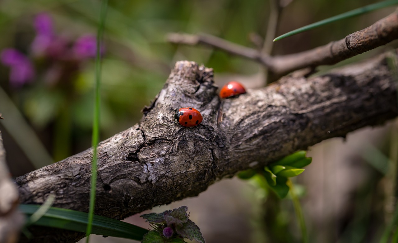 Image - ladybirds macro nature spring