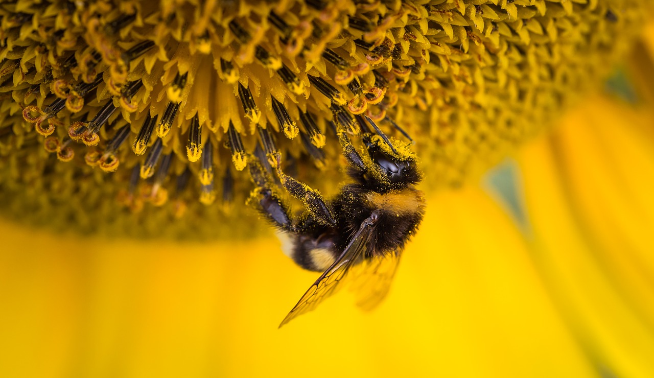 Image - bee insect macro nature sunflower