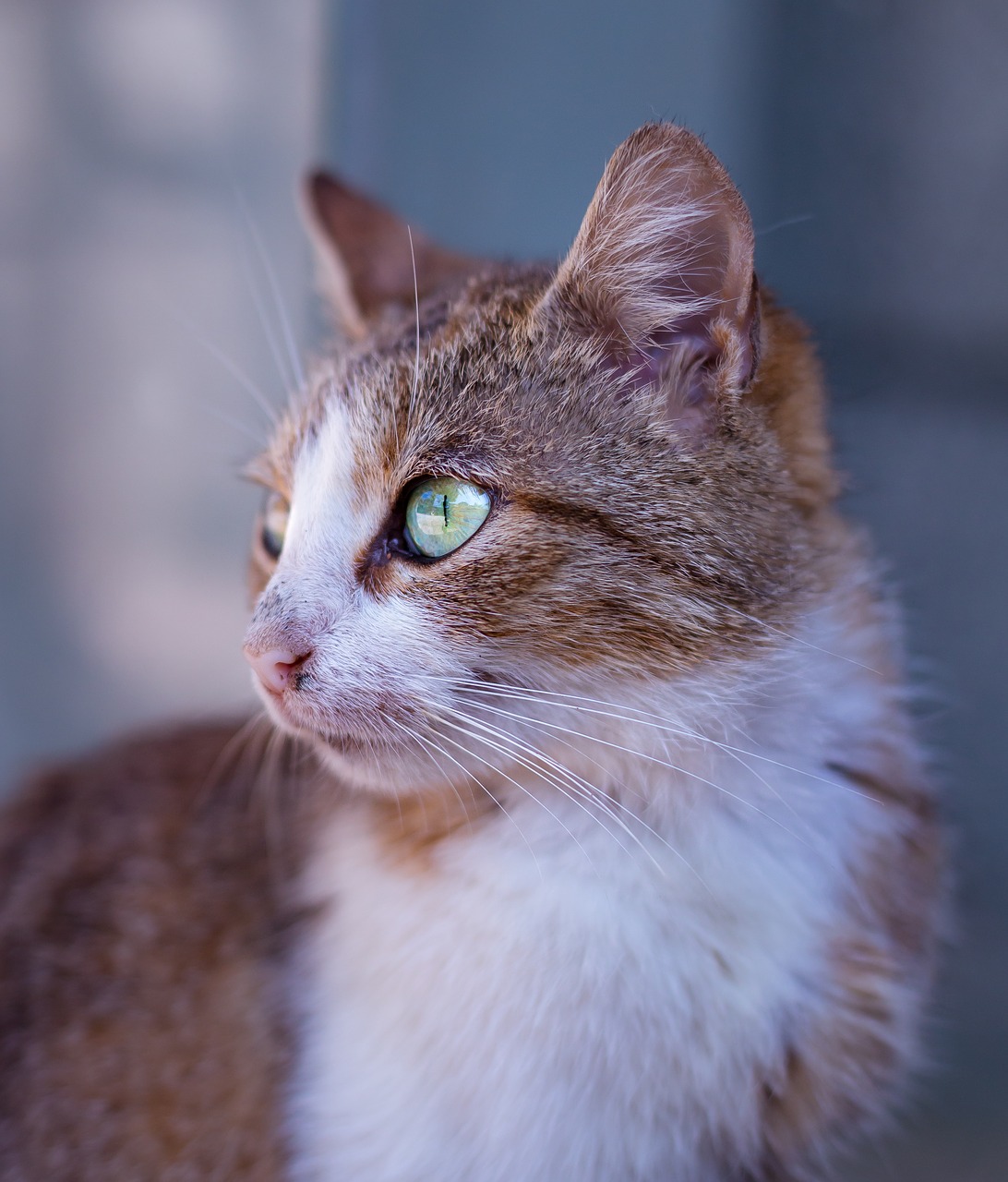 Image - animal cat close up cute feline