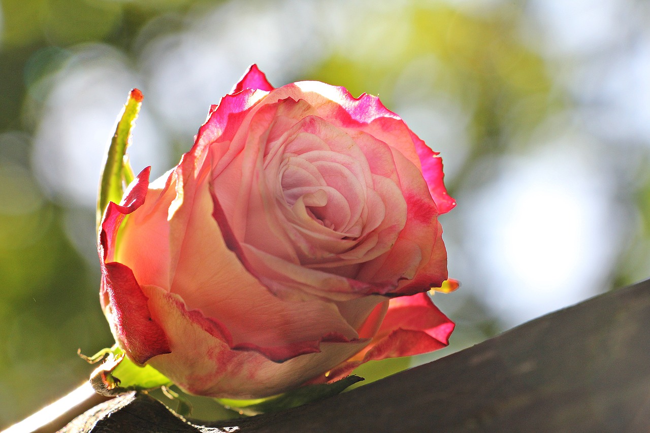 Image - rose culture rose floribunda pink