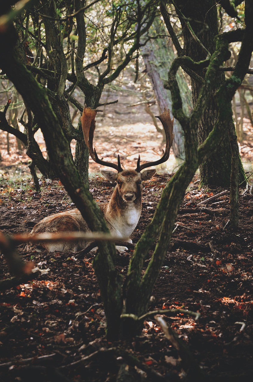 Image - animal antlers buck deer forest