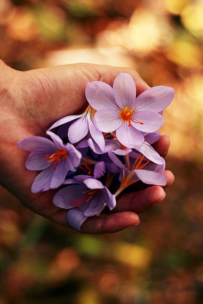 Image - beautiful bloom blooming blossom