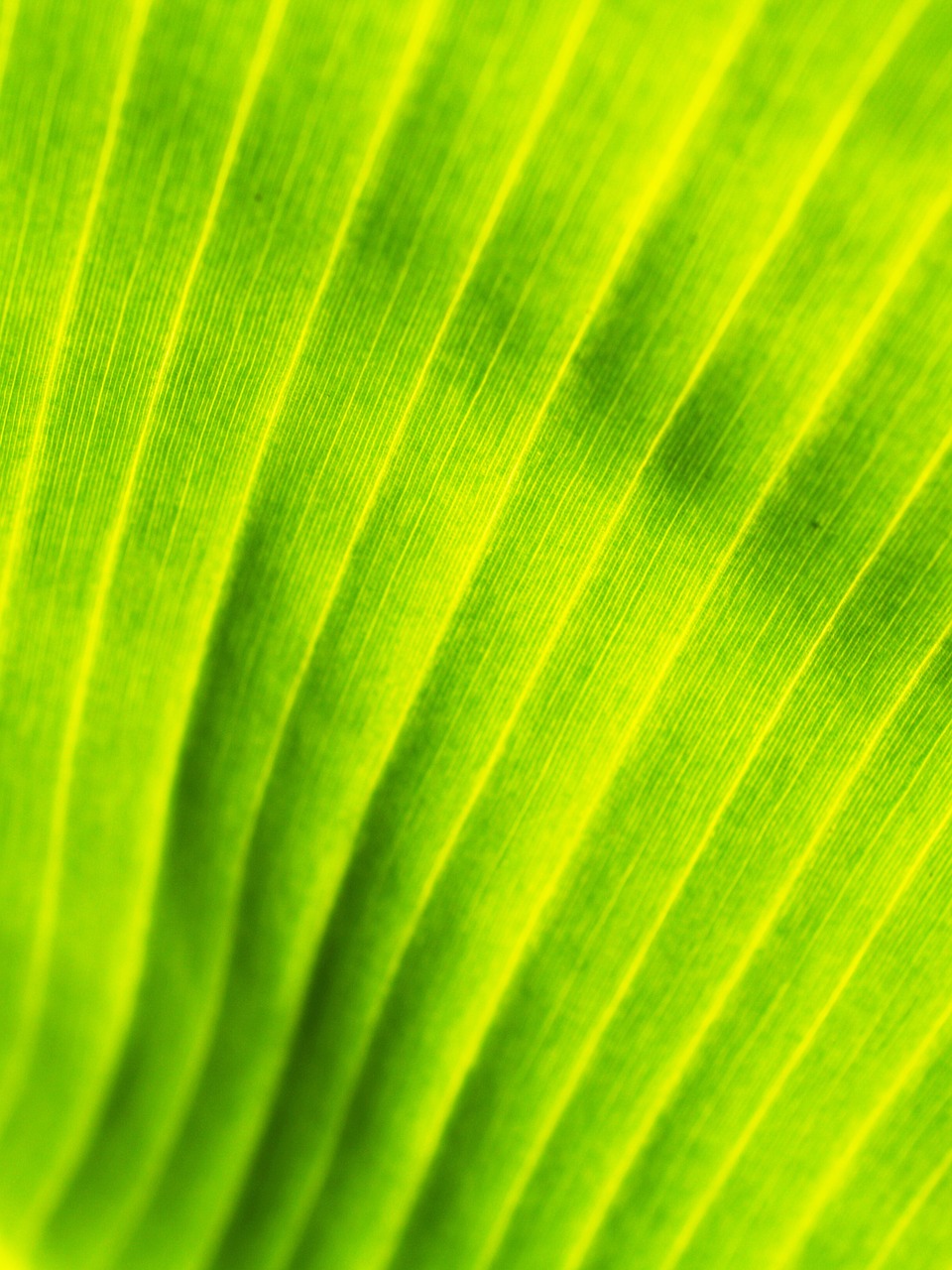 Image - background banana leaves drop