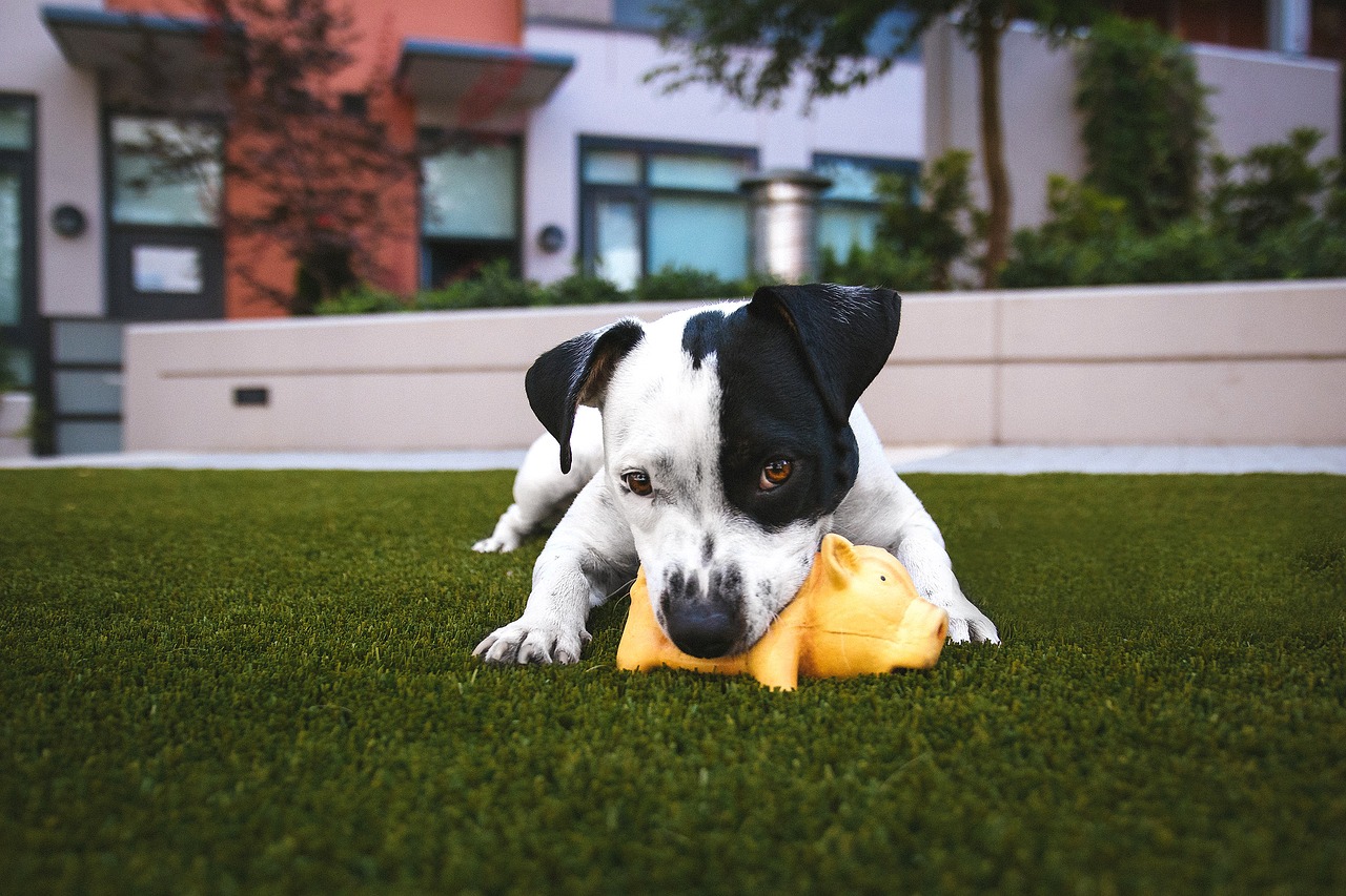 Image - adorable animal canine cute dog