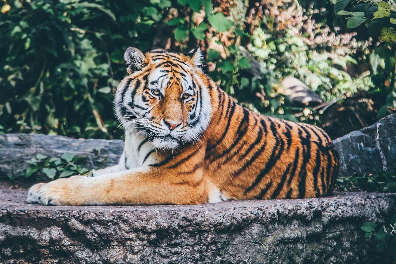 Image - animal big cat safari tiger
