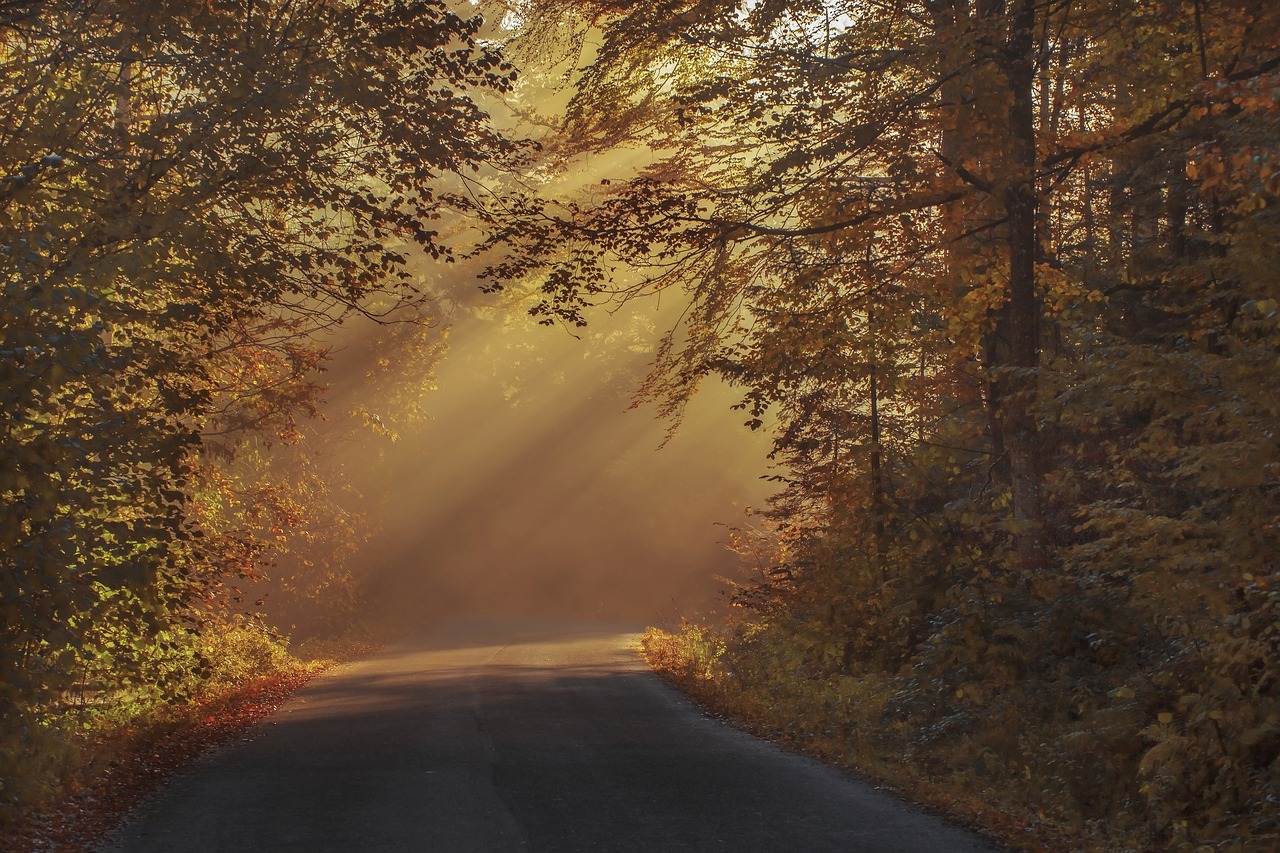 Image - autumnal beautiful color dawn