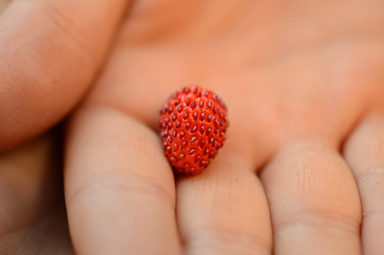 Image - wild strawberry hand summer berries